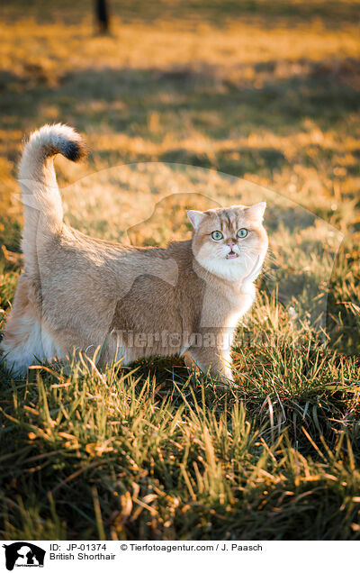 Britisch Kurzhaar / British Shorthair / JP-01374