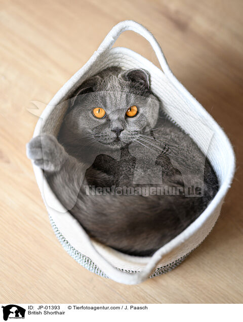 Britisch Kurzhaar / British Shorthair / JP-01393