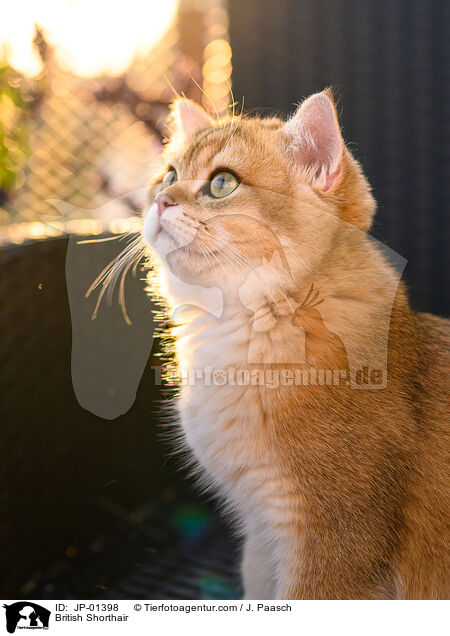 Britisch Kurzhaar / British Shorthair / JP-01398