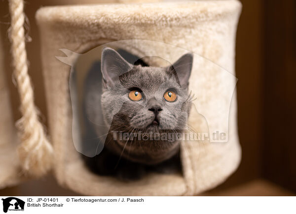 Britisch Kurzhaar / British Shorthair / JP-01401