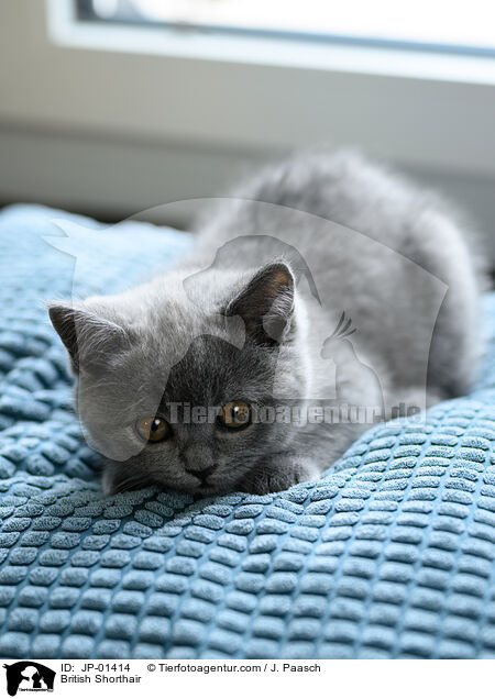 British Shorthair / JP-01414