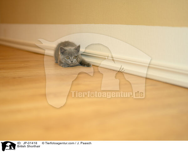 Britisch Kurzhaar / British Shorthair / JP-01418