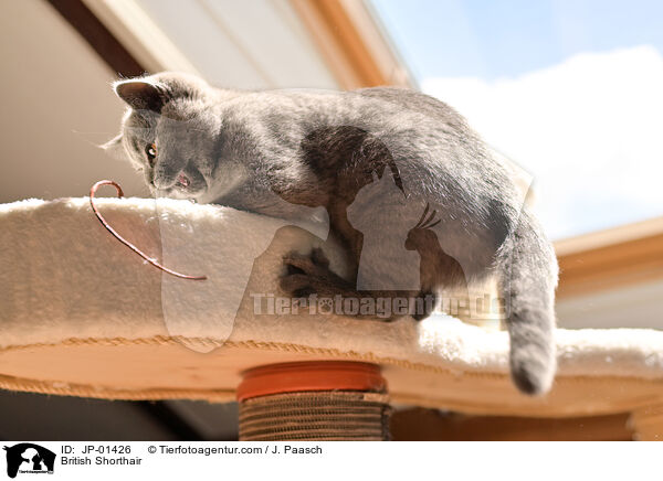 British Shorthair / JP-01426