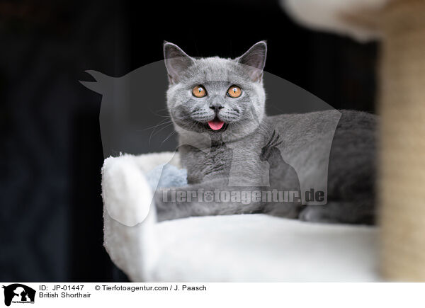 Britisch Kurzhaar / British Shorthair / JP-01447