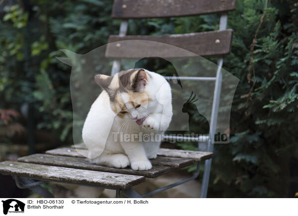 British Shorthair / HBO-06130