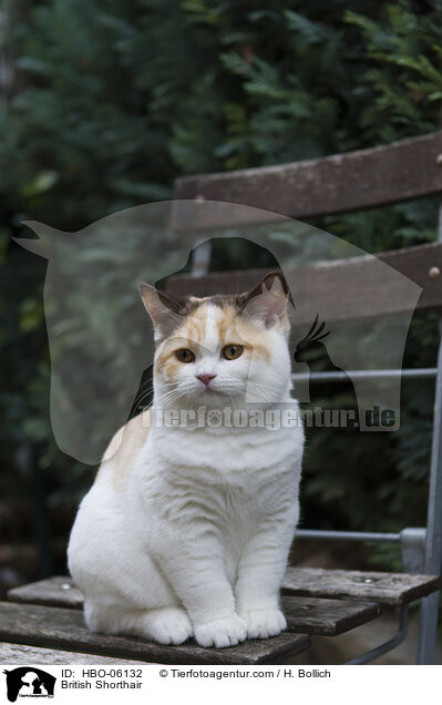 Britisch Kurzhaar / British Shorthair / HBO-06132