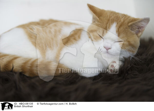 Britisch Kurzhaar / British Shorthair / HBO-06135