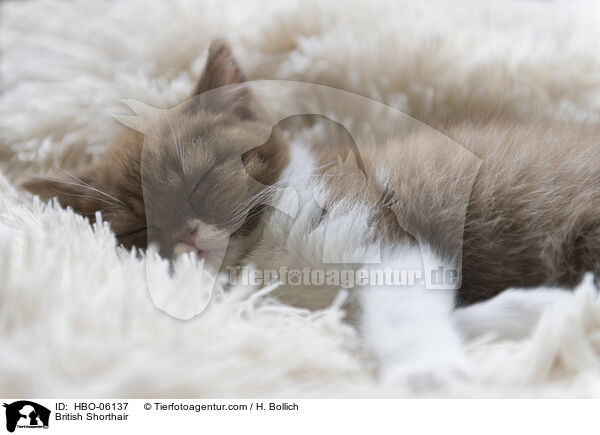 British Shorthair / HBO-06137