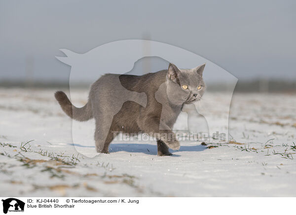 blue British Shorthair / KJ-04440