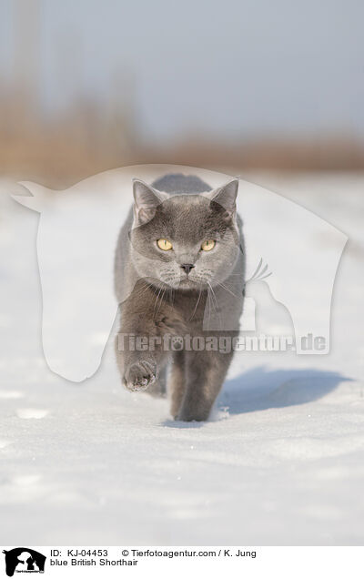 blue British Shorthair / KJ-04453