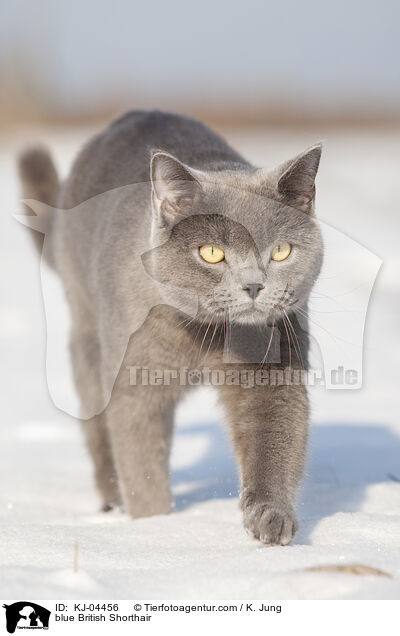 blue British Shorthair / KJ-04456