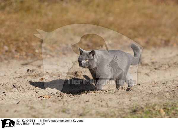 blue British Shorthair / KJ-04533