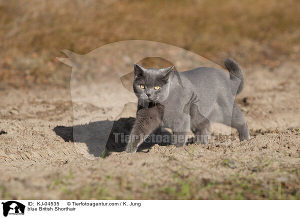 blue British Shorthair / KJ-04535