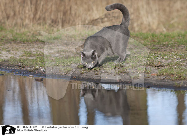 blue British Shorthair / KJ-04562