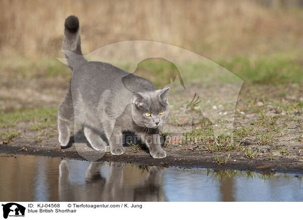 blue British Shorthair / KJ-04568