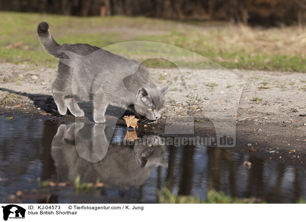 blaue Britisch Kurzhaar / blue British Shorthair / KJ-04573