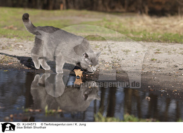 blue British Shorthair / KJ-04573