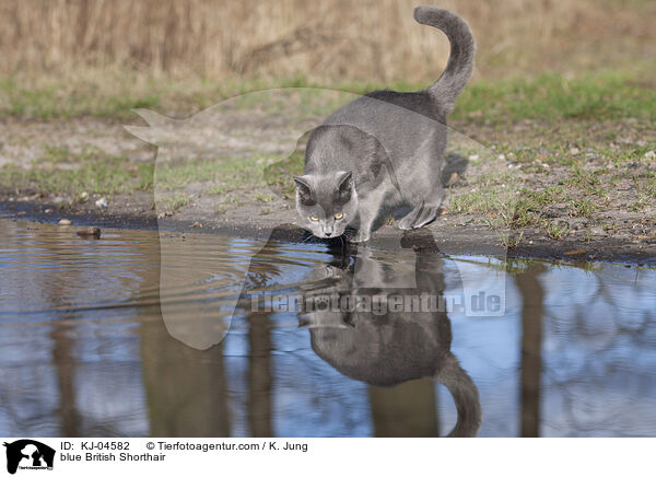 blaue Britisch Kurzhaar / blue British Shorthair / KJ-04582
