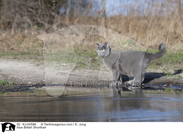 blue British Shorthair / KJ-04586