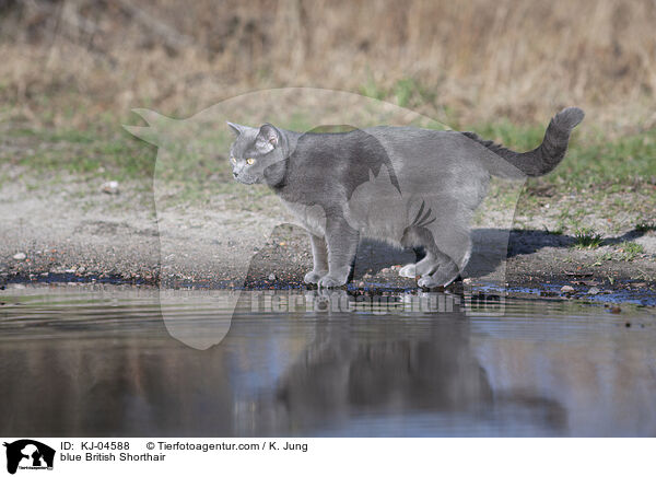 blue British Shorthair / KJ-04588