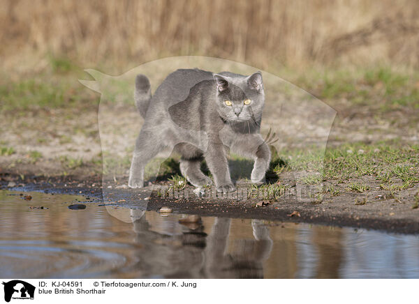 blaue Britisch Kurzhaar / blue British Shorthair / KJ-04591