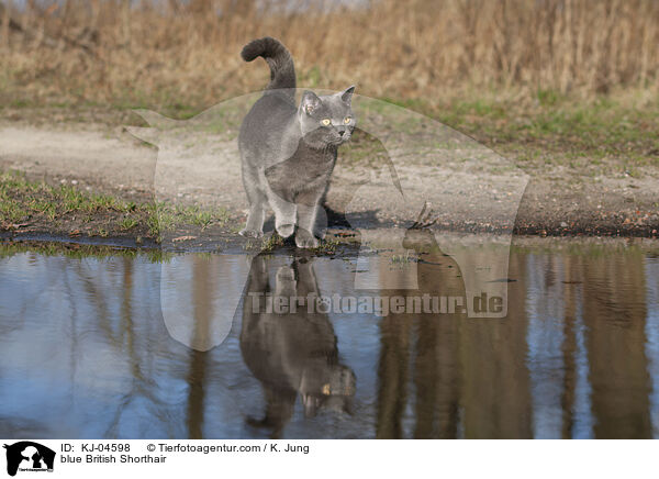 blaue Britisch Kurzhaar / blue British Shorthair / KJ-04598