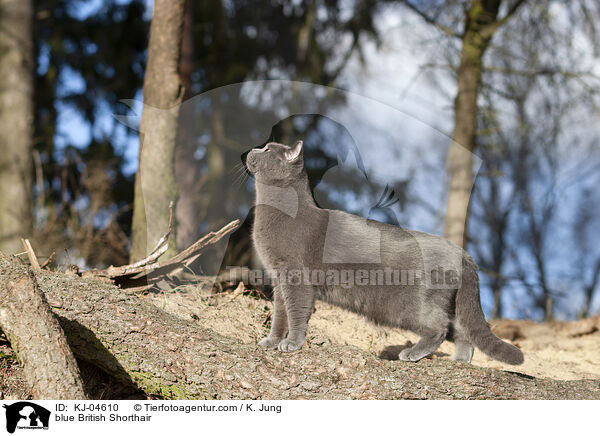 blue British Shorthair / KJ-04610