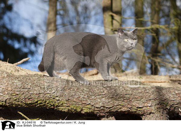 blue British Shorthair / KJ-04616