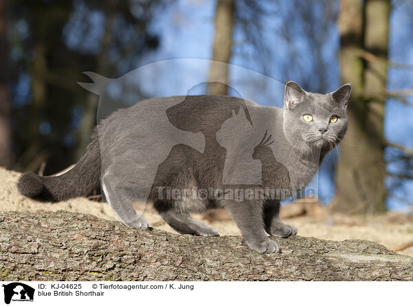 blue British Shorthair / KJ-04625