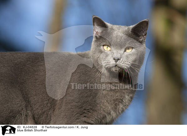 blaue Britisch Kurzhaar / blue British Shorthair / KJ-04628