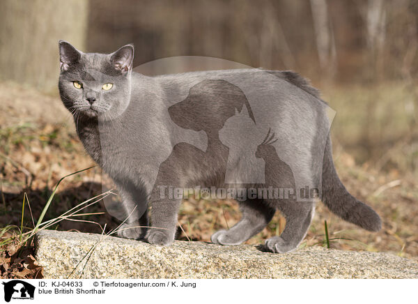 blaue Britisch Kurzhaar / blue British Shorthair / KJ-04633