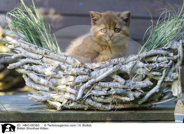 Britisch Kurzhaar Ktzchen / British Shorthair Kitten / HBO-06360