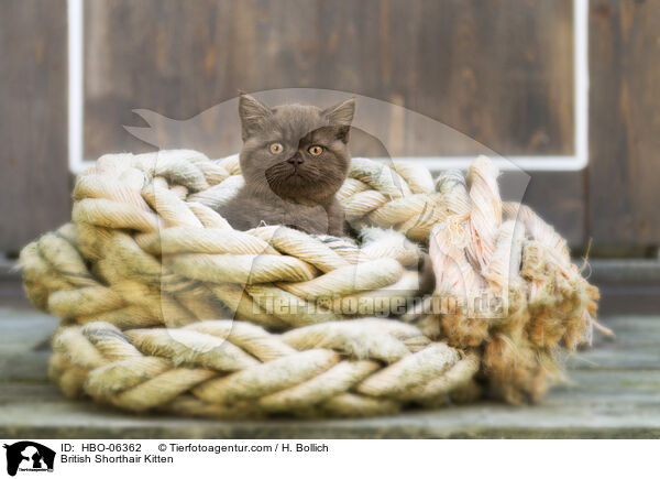 Britisch Kurzhaar Ktzchen / British Shorthair Kitten / HBO-06362