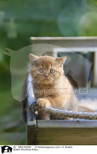 British Shorthair Kitten / HBO-06365