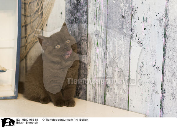 Britisch Kurzhaar / British Shorthair / HBO-06818