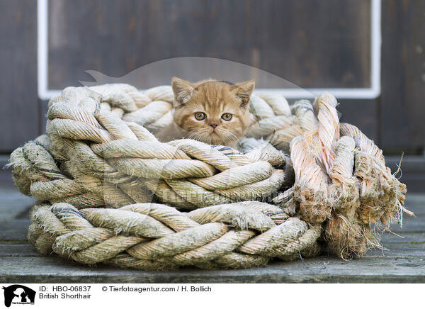 Britisch Kurzhaar / British Shorthair / HBO-06837