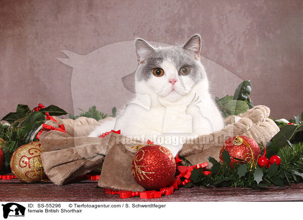 Britisch Kurzhaar Ktzin / female British Shorthair / SS-55296