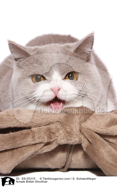 Britisch Kurzhaar Ktzin / female British Shorthair / SS-55315