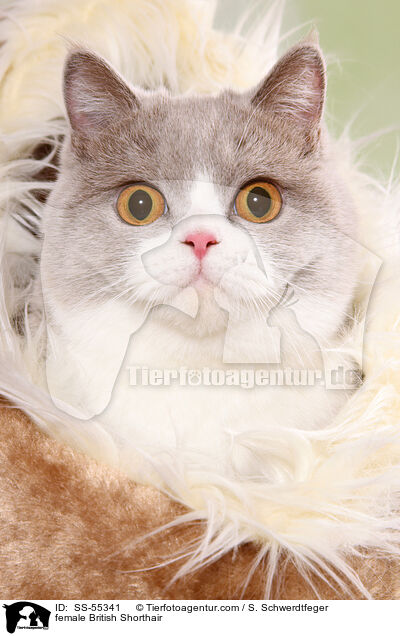 Britisch Kurzhaar Ktzin / female British Shorthair / SS-55341