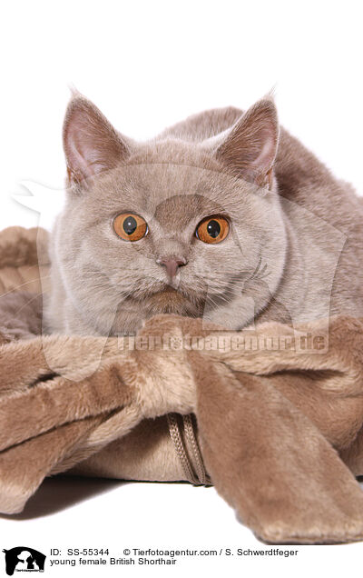 young female British Shorthair / SS-55344