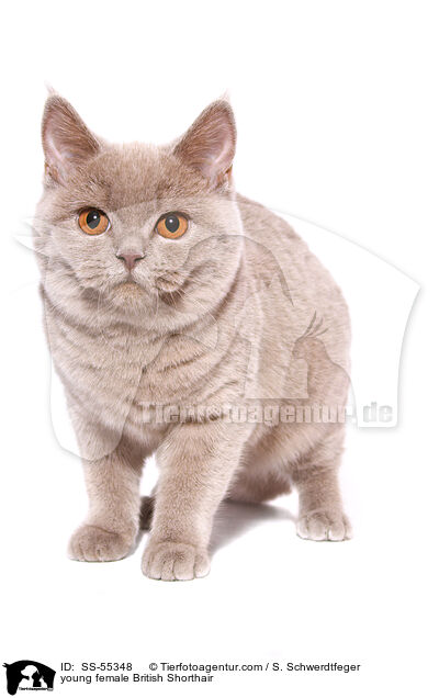 young female British Shorthair / SS-55348