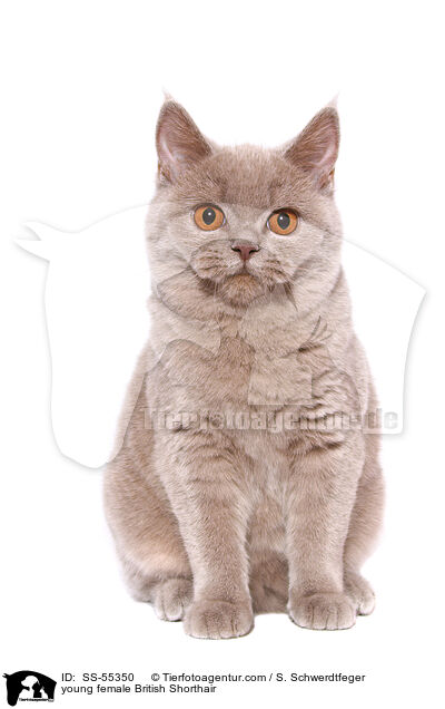 young female British Shorthair / SS-55350