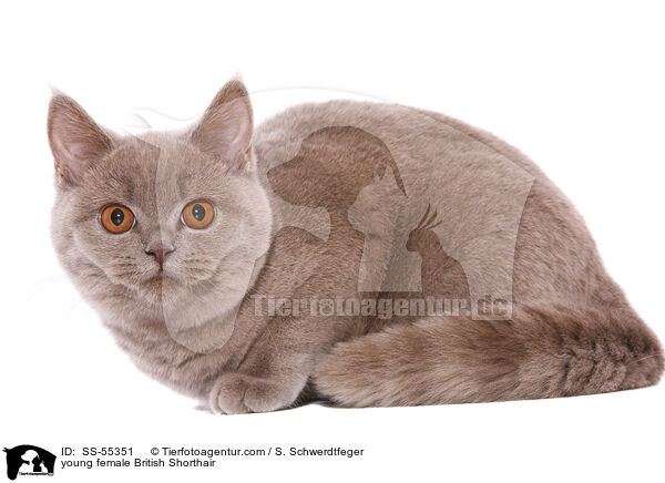 young female British Shorthair / SS-55351