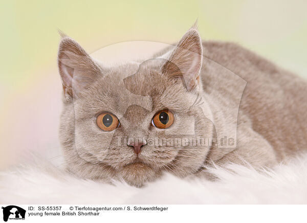 young female British Shorthair / SS-55357