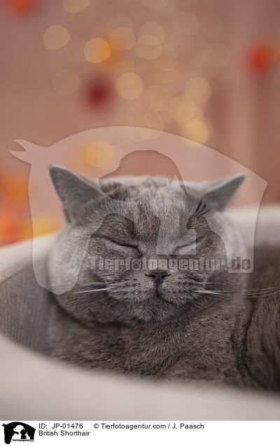 Britisch Kurzhaar / British Shorthair / JP-01476