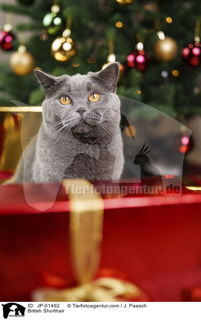 British Shorthair / JP-01492