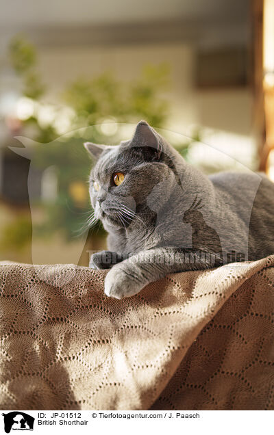 Britisch Kurzhaar / British Shorthair / JP-01512