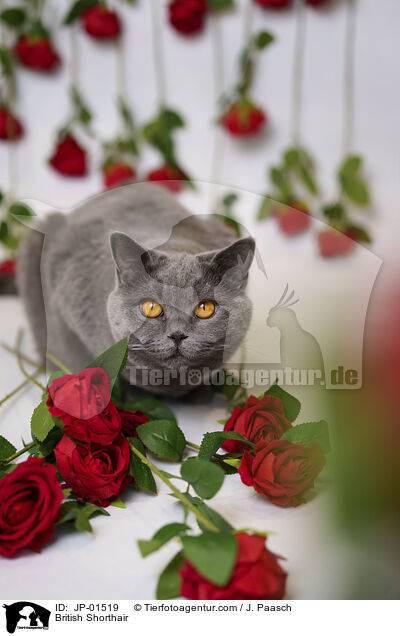 Britisch Kurzhaar / British Shorthair / JP-01519