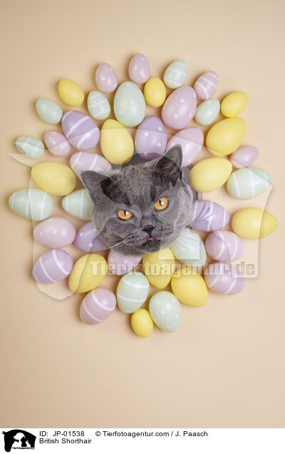 British Shorthair / JP-01538