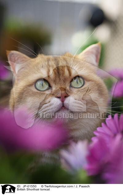 Britisch Kurzhaar Kater / British Shorthair tomcat / JP-01550